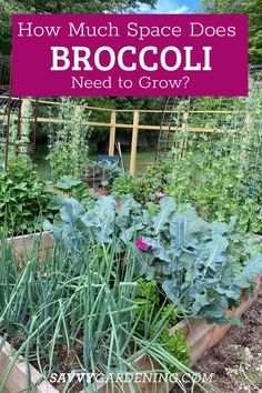 Get the best broccoli plant spacing for high yields and healthy growth. Proper spacing allows good air circulation, prevents disease, and encourages larger heads. Whether you're planting in raised beds or traditional garden rows, learn the right distance between broccoli plants. Maximize your vegetable garden's productivity with these expert spacing tips. #vegetablegardening