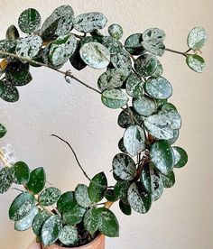 a potted plant with green leaves and snow on the ground in front of a white wall