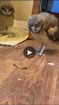 1.8K views · 52K reactions | Magical owl videos and images
Dm for credit 
No copyright intended please 
✅️Double tap and tag your friend below 
🤩🤩
🔸️🔸️🔸️🔸️🔸️🔸️🔸️
Turn post notification On
Follow our page
Follow @owls_adorable
Follow @owls_adorable
🔷️🔷️🔷️🔷️🔷️🔷️
Thank you
*
*
*
*
*
#Owl #Owls #WildlifePhotography #BirdWatching #NatureLovers #BirdsOfInstagram #OwlLovers #OwlCuteness #NightBirds #OwlsOfInstagram #WildlifeConservation #OwlFacts #Birdbrains #FeatheredFriends #NatureMood #PlanetEarth #AvianWorld #CuteOwls #OwlEyes #AnimalMagic

##foryou #explore #followme #zoo #pet #memesdaily | owls adorable 🦉❤️