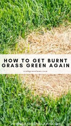 How To Get Burnt Grass Green Again Grass Seed Mat, Lawn Repair, Soil Test, Garden Prepping, Beyond Repair, Dog Urine, Diy Lawn