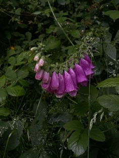 purple flowers in the middle of green leaves