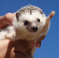 a small hedge is being held in the palm of someone's hand with its paw up