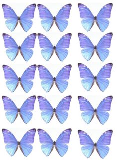 blue butterflies are arranged in rows on a white background