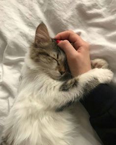 a person is petting a cat with their hand on top of the cat's head