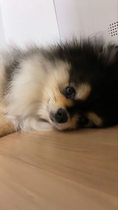 a small dog laying on the floor next to a wall