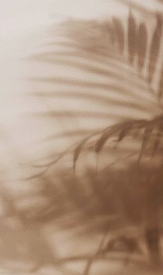 blurry photograph of palm leaves in front of a white wall