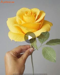 a yellow rose being held by someone's hand in front of a gray background