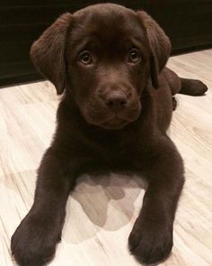 a brown puppy laying on top of a wooden floor