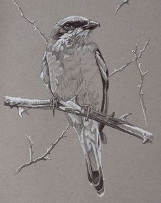 a drawing of a bird sitting on a branch