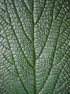 a close up view of a green leaf