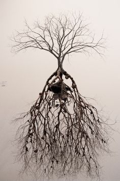 a tree with no leaves on it is reflected in the water and has its roots exposed