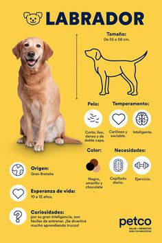 a dog sitting on top of a yellow background with the words labrador written in spanish