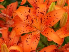 an orange flower with black spots on it