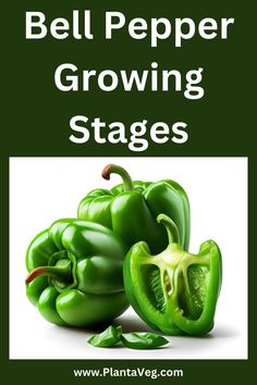 bell pepper growing stages with the words bell pepper growing stages in front of it and green peppers