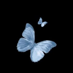 two blue butterflies flying in the air