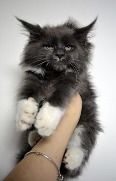 a cat is being held by a person's arm with its paw on it