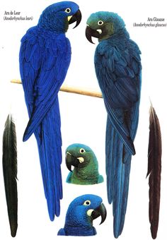 two blue and green parrots sitting on top of a branch next to each other