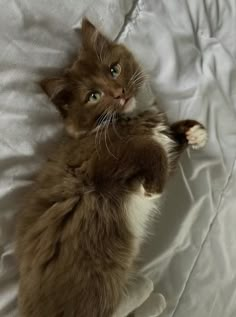 a brown and white cat laying on its back with it's paws in the air