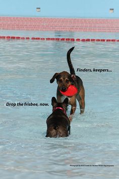 two dogs are playing in the water with a frisbee that says finders, keepers, drop the frisbee, now