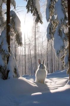 a white rabbit sitting in the middle of snow covered forest with sun shining through trees