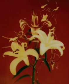 a vase filled with white flowers on top of a wooden table next to a red wall