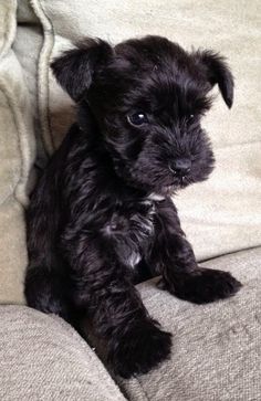 a small black dog sitting on top of a couch