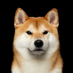 a close up of a dog's face on a black background with its eyes wide open