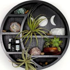 a circular shelf with plants and rocks on it, along with an air plant in the center