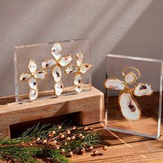 two glass boxes with seashells in them on a wooden table next to pine branches