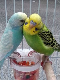 two parakeets sitting on top of each other in front of a bird feeder