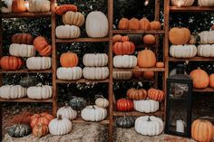 pumpkins and gourds are arranged on shelves in an outdoor setting with hay bales