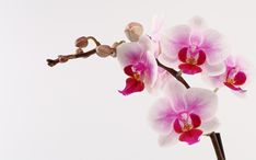 two pink and white orchids in a vase