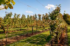 the vines are growing on the fence in the field