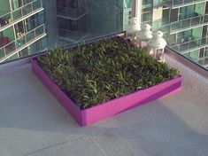 a purple planter filled with grass next to a window