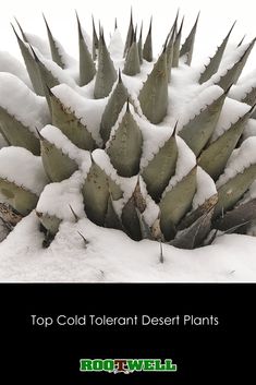 an agave plant covered in snow with the words top cold terrain desert plants on it