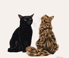 two cats sitting next to each other on a white background