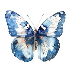 a blue and white butterfly on a white background