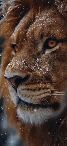 Best Wallpaper For Mobile, Lion And Lioness, Wall Papers, Cool Wallpaper, Astrology, Lion, Iphone Wallpaper, Wallpapers, Iphone