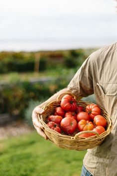 a man holding a basket full of tomatoes