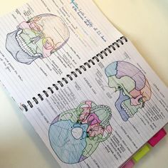 an open notebook with drawings of the human skull