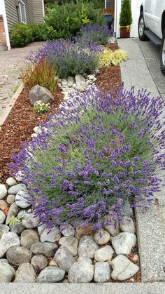 a white truck parked in front of a house next to rocks and lavenders on the ground