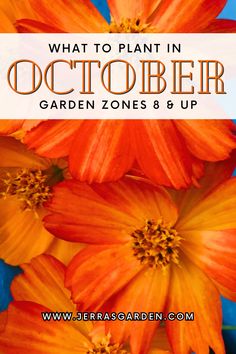 orange flowers with the words what to plant in october garden zones and up