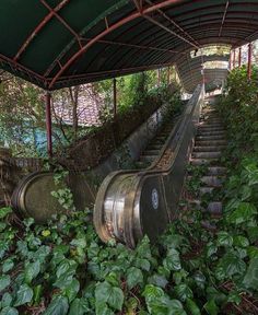 an abandoned set of stairs in the middle of some plants and trees with vines growing on them