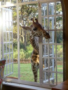 a giraffe is looking through an open window