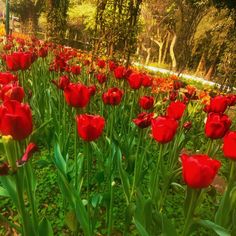 many red tulips are growing in the grass