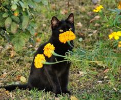 a black cat with yellow flowers in its mouth