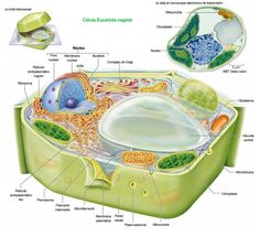 the structure of a plant cell