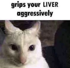 a white cat sitting on top of a table next to a sign that says, grips your liver aggressively