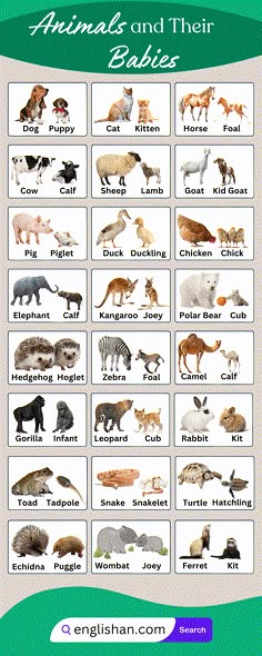 the animals and their babies are shown in this poster, which includes pictures of them