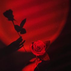 a person holding a red rose in their hand